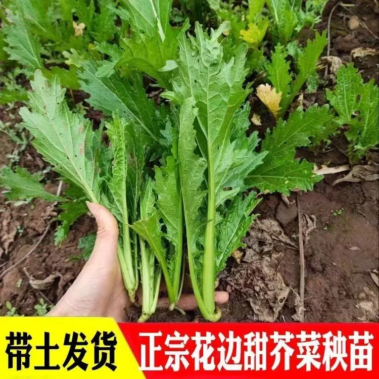 花边甜芥菜秧苗当季蔬菜秧苗现挖先发带土发货家庭阳台庭院种植
