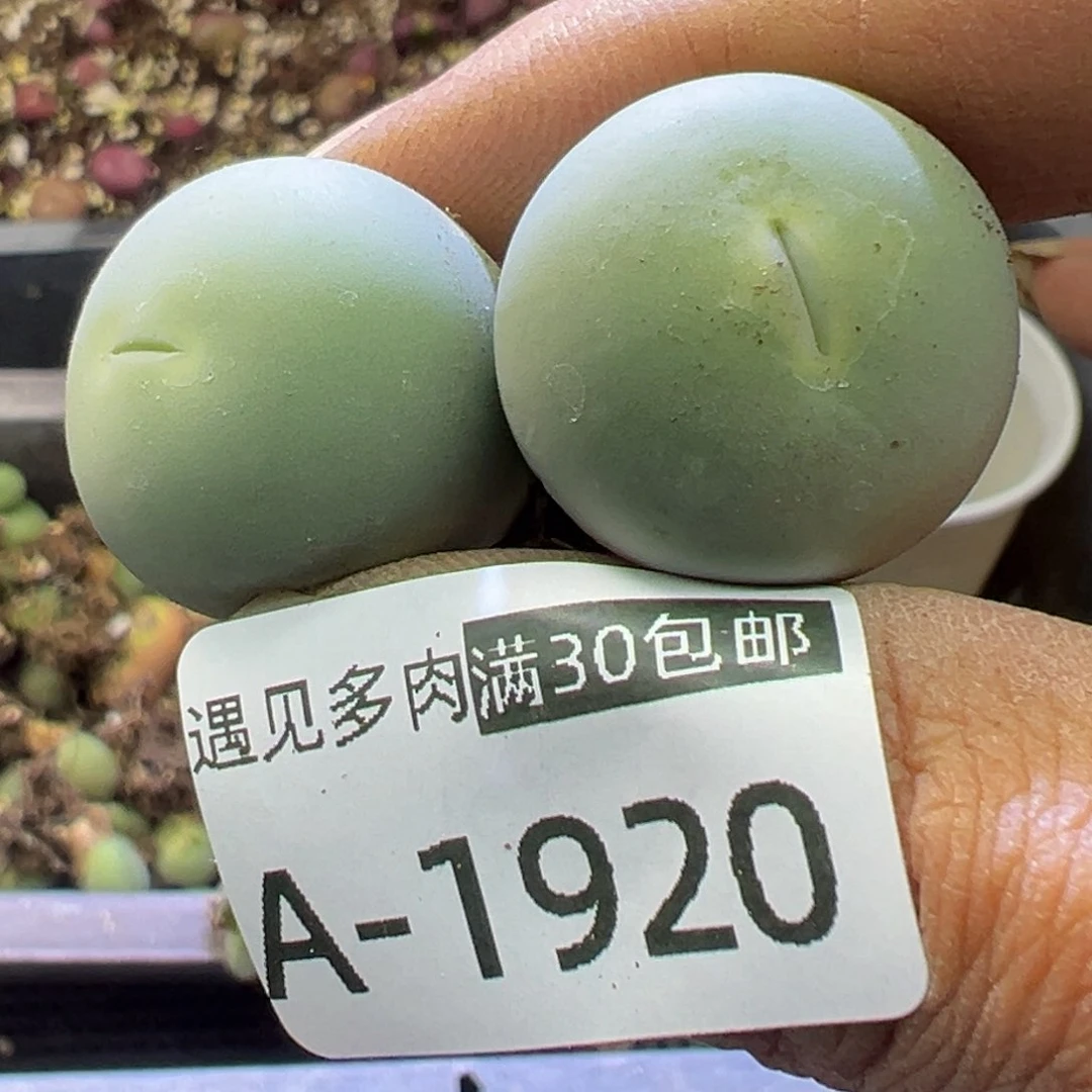 多肉植物1111111111111111111