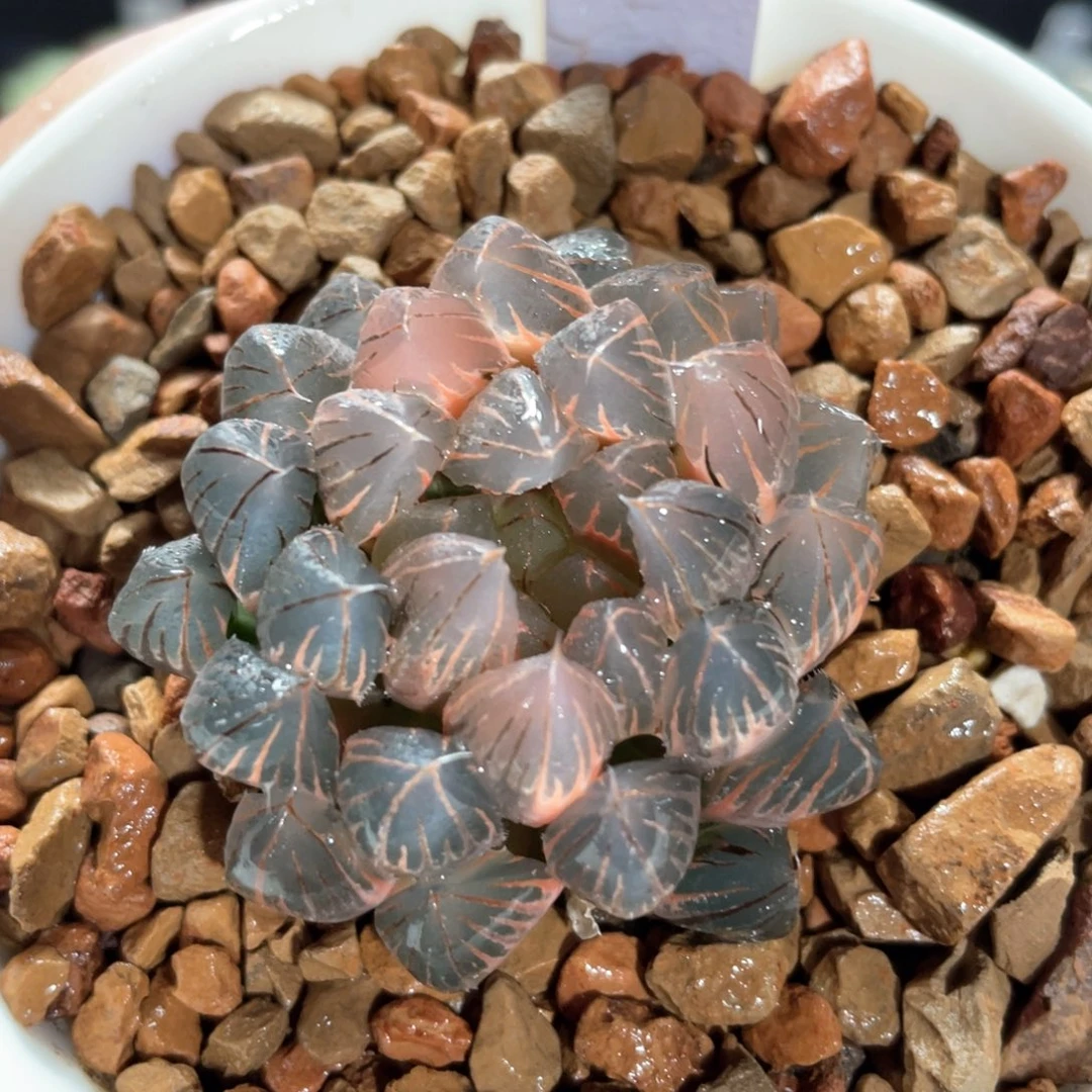 4糊斑霓虹灯锦。