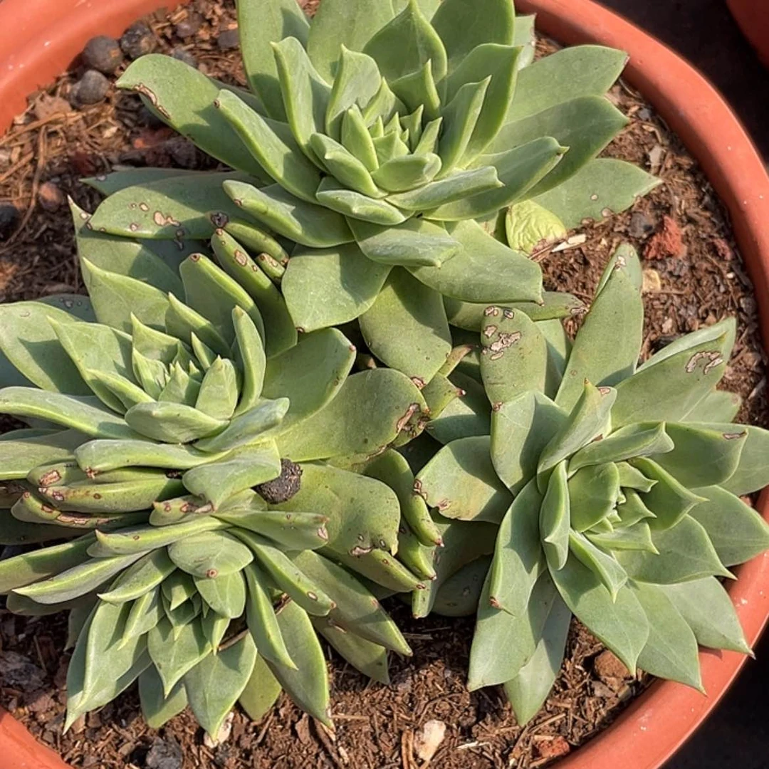 【闪购商品】绿体帕翠莎大花朵