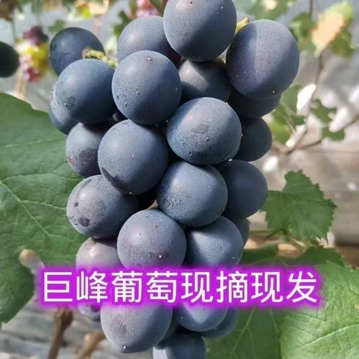 马陆光头葡萄园-巨峰葡萄新鲜水果新鲜采摘产地直发顺丰直达