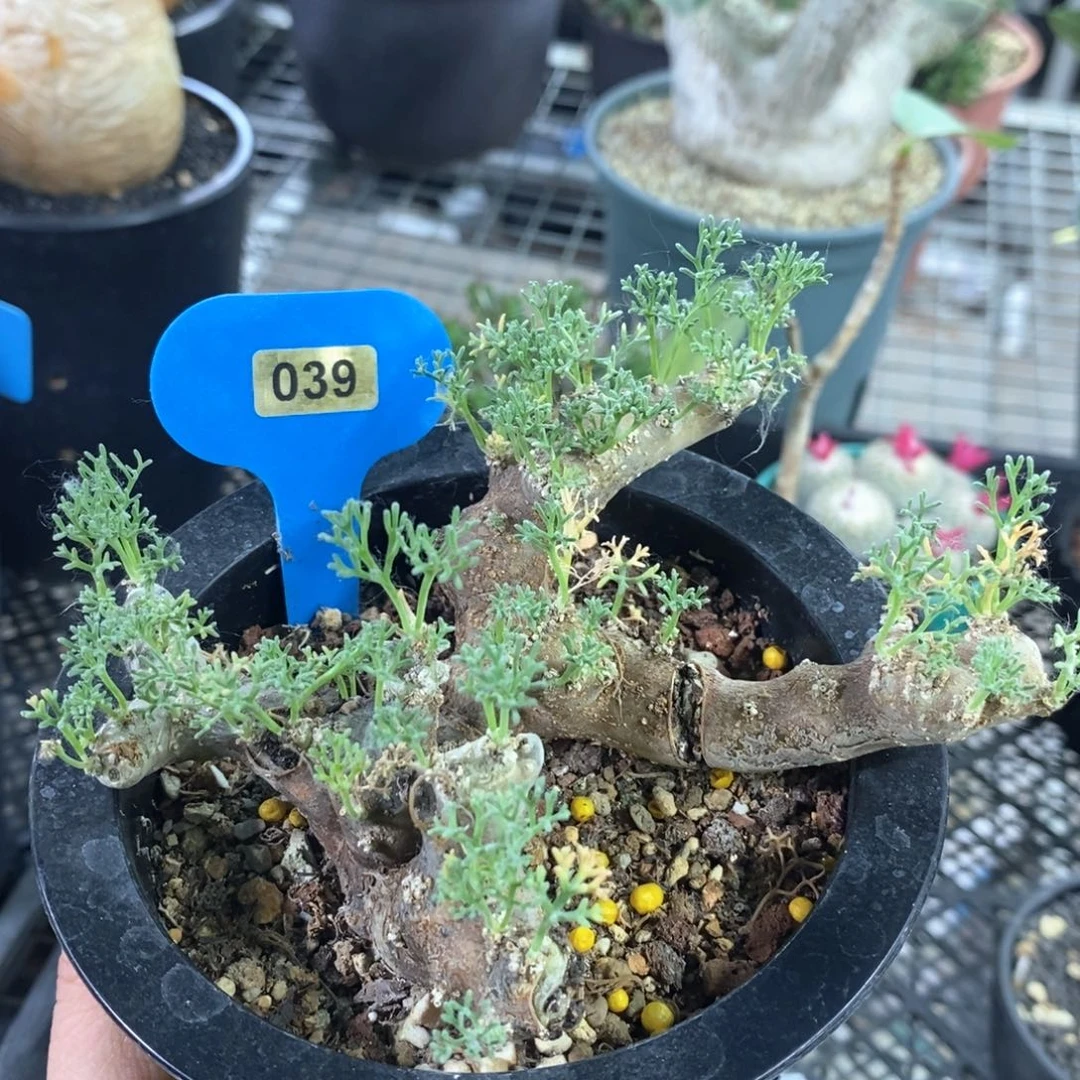 黑皮月界多肉植物