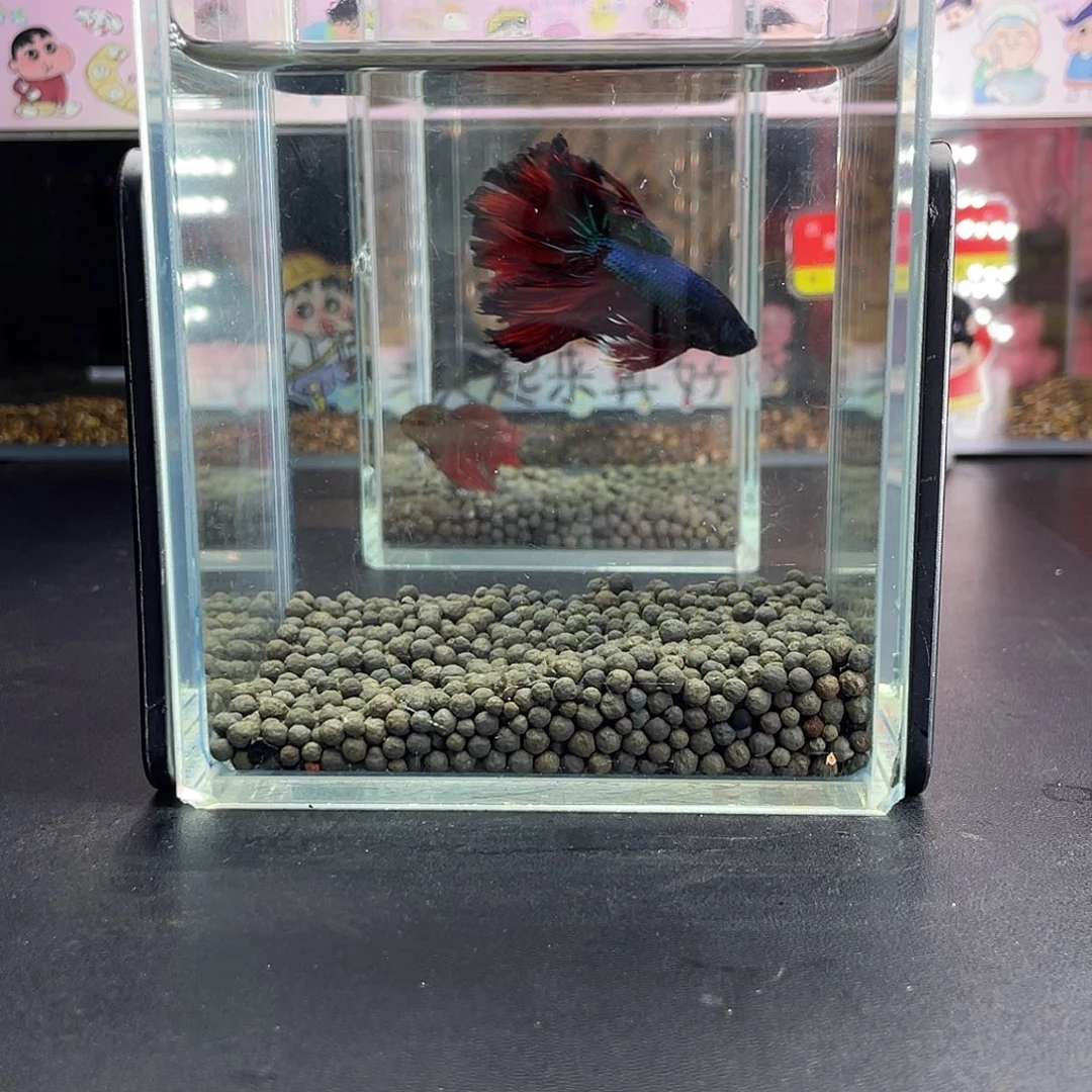 斗鱼55号929早绣hmpk