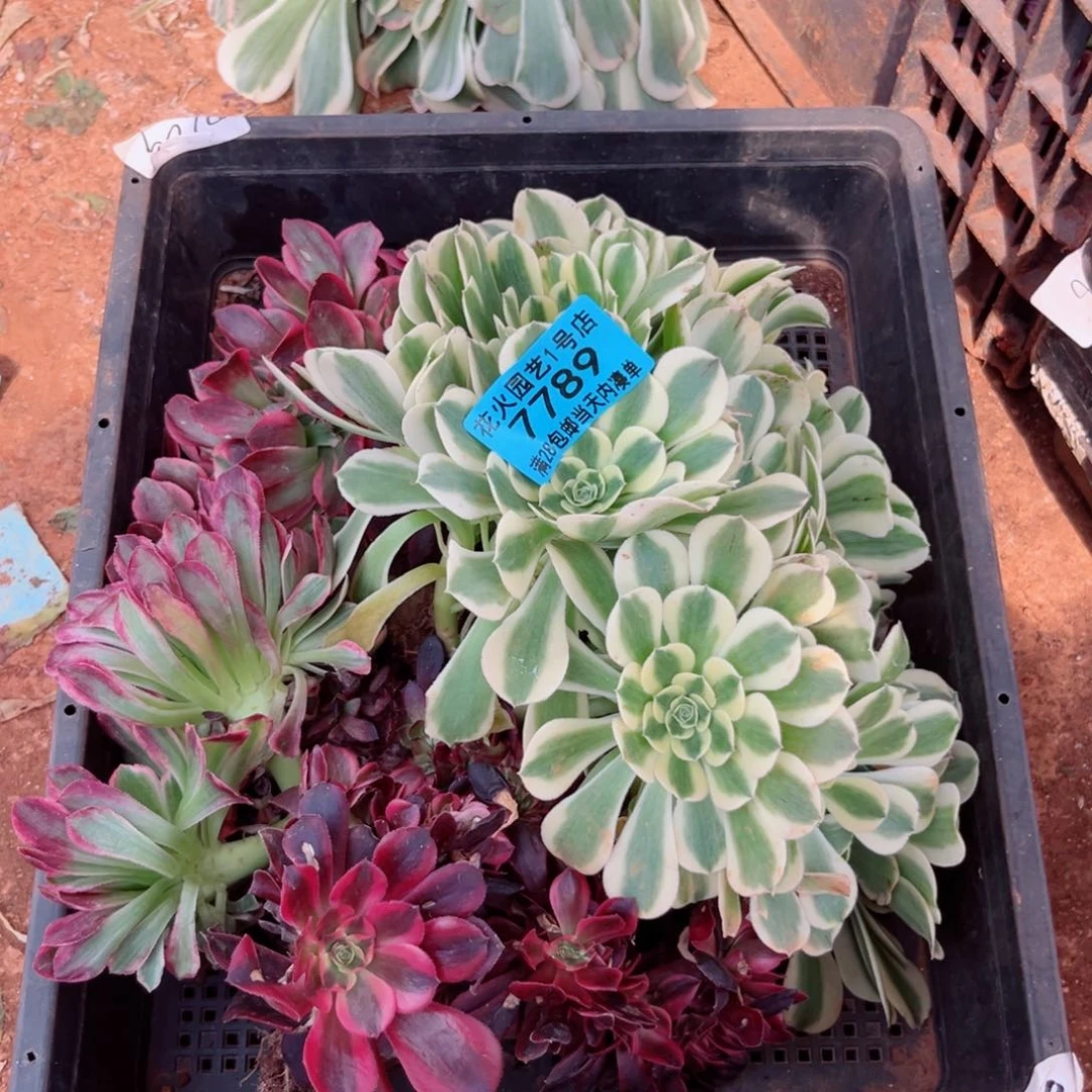 组合7789多肉植物