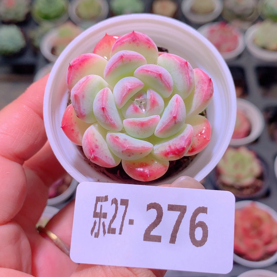 乐然27-276 新品单头