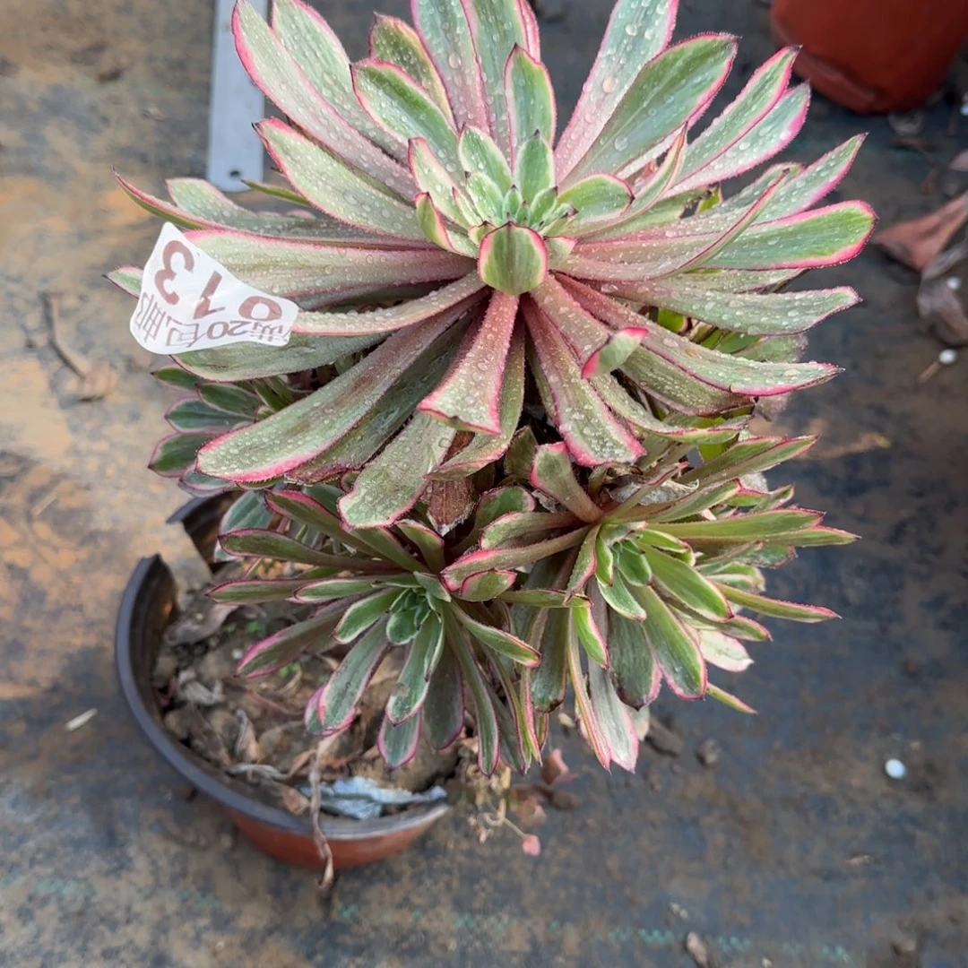 紫霞013满20包邮断枝不包