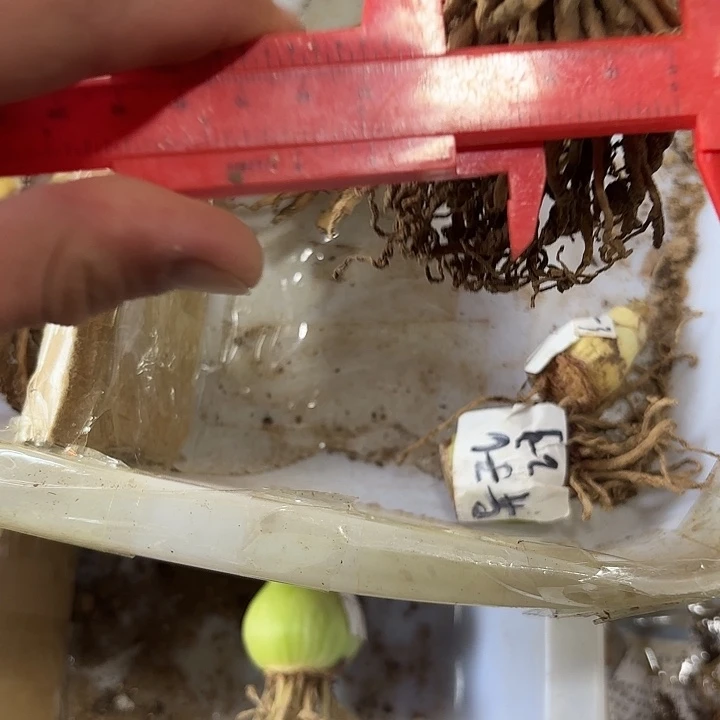 完全开放异域孔雀3.5厘米左右2棵