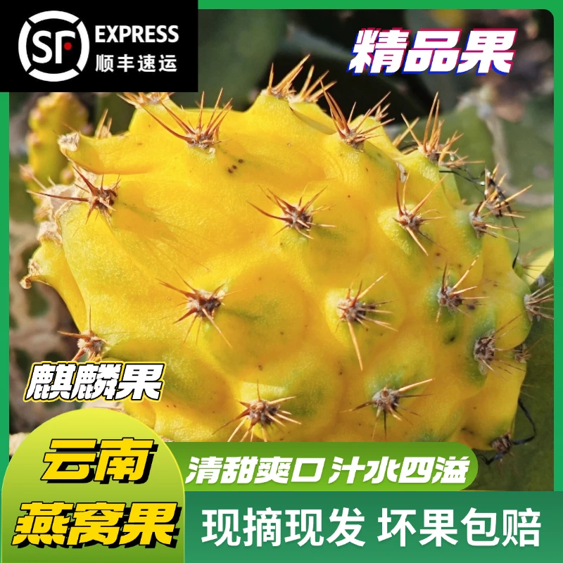 【顺丰速递】云南精品燕窝果麒麟果树上熟基地现摘现发新鲜直达