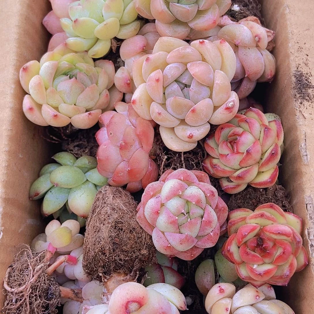 0000000001量拍保底20颗