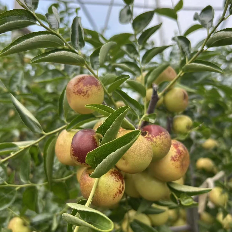 沾化三代冬枣现摘现发 新鲜脆甜