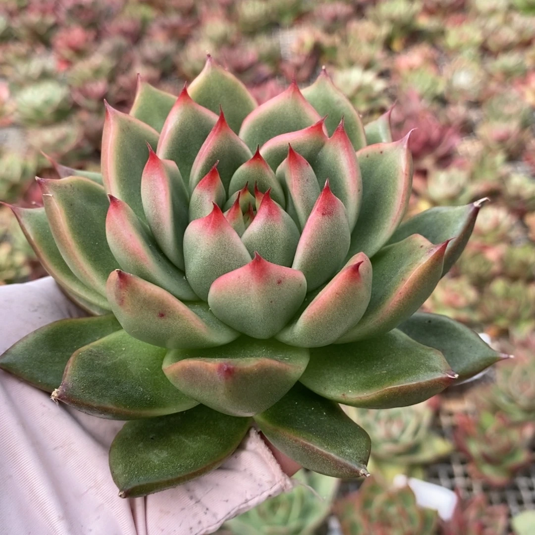 无花朵2817 号东云系多肉植物