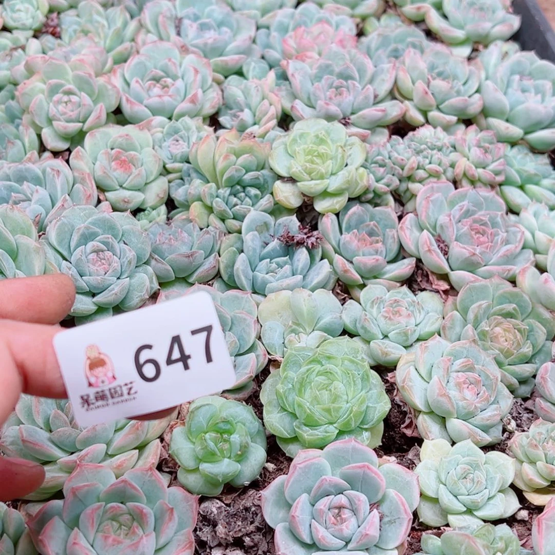****多多肉植物多肉植物