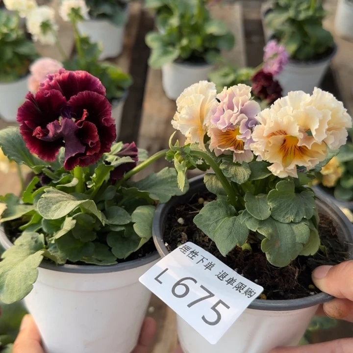 欣***艾无花朵L675两棵一组小苗低于零下5勿拍