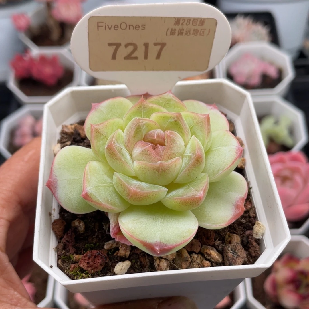 编号系列721-5.5厘米