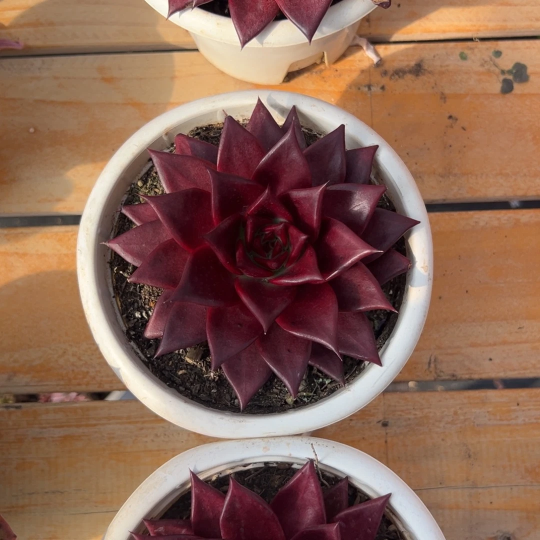 多肉血罗【非偏远满18包邮】