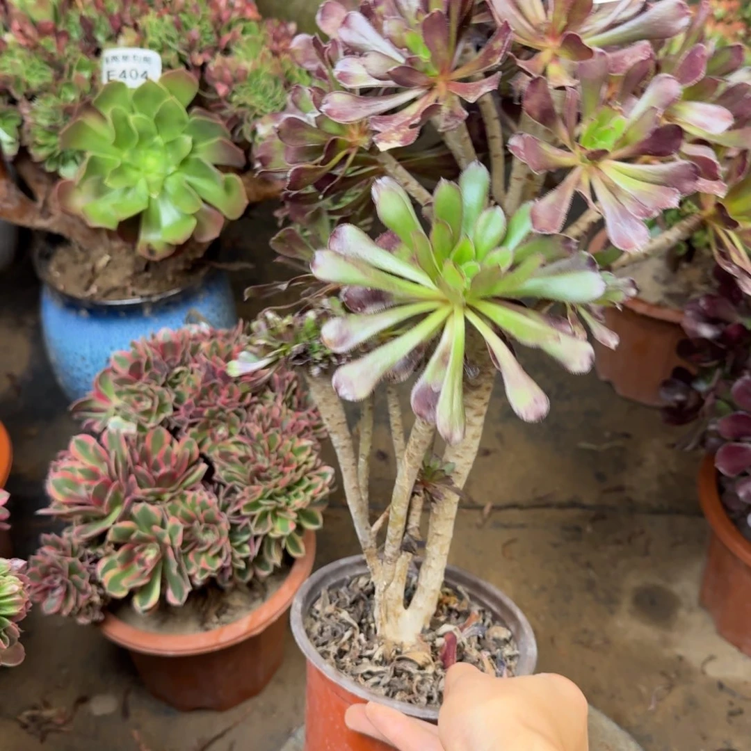 527黑法师法师多肉