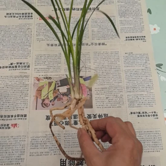 完全开放剑阳蝶三个头