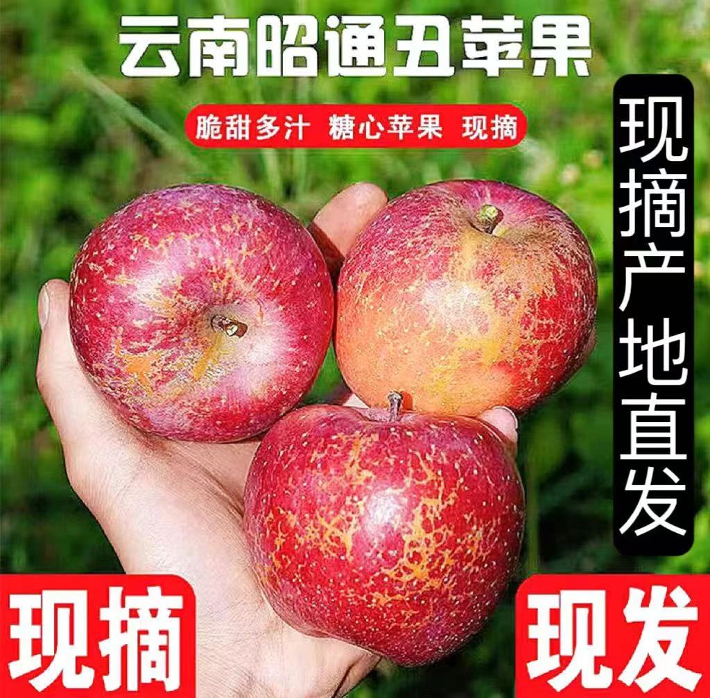 云南昭通丑苹果新鲜应季脆甜多汁冰糖心水果现摘