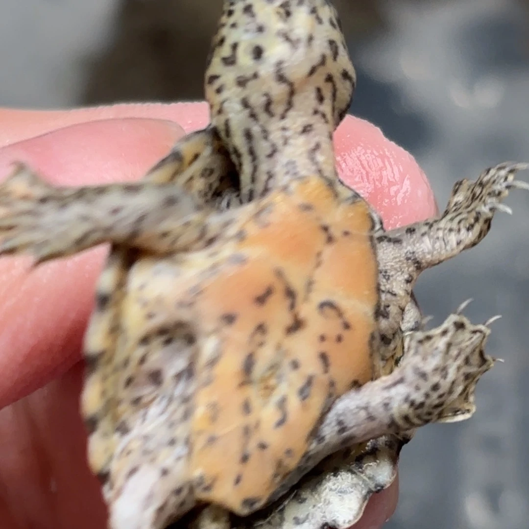 不分公母宠物龟全品大粗满文鼎级黑刀