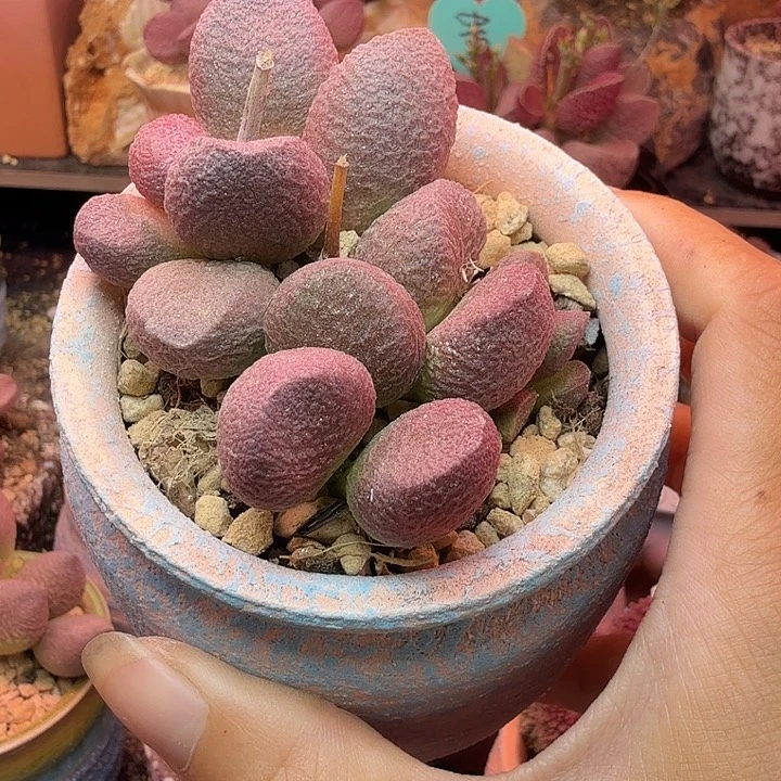 远***柜水蜜桃和草莓都很好吃的