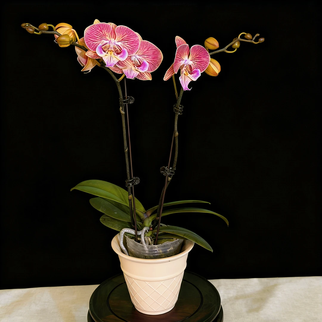 蝴蝶兰--【金缕衣】任意两颗包邮，只拍一颗默认【发苗】！！