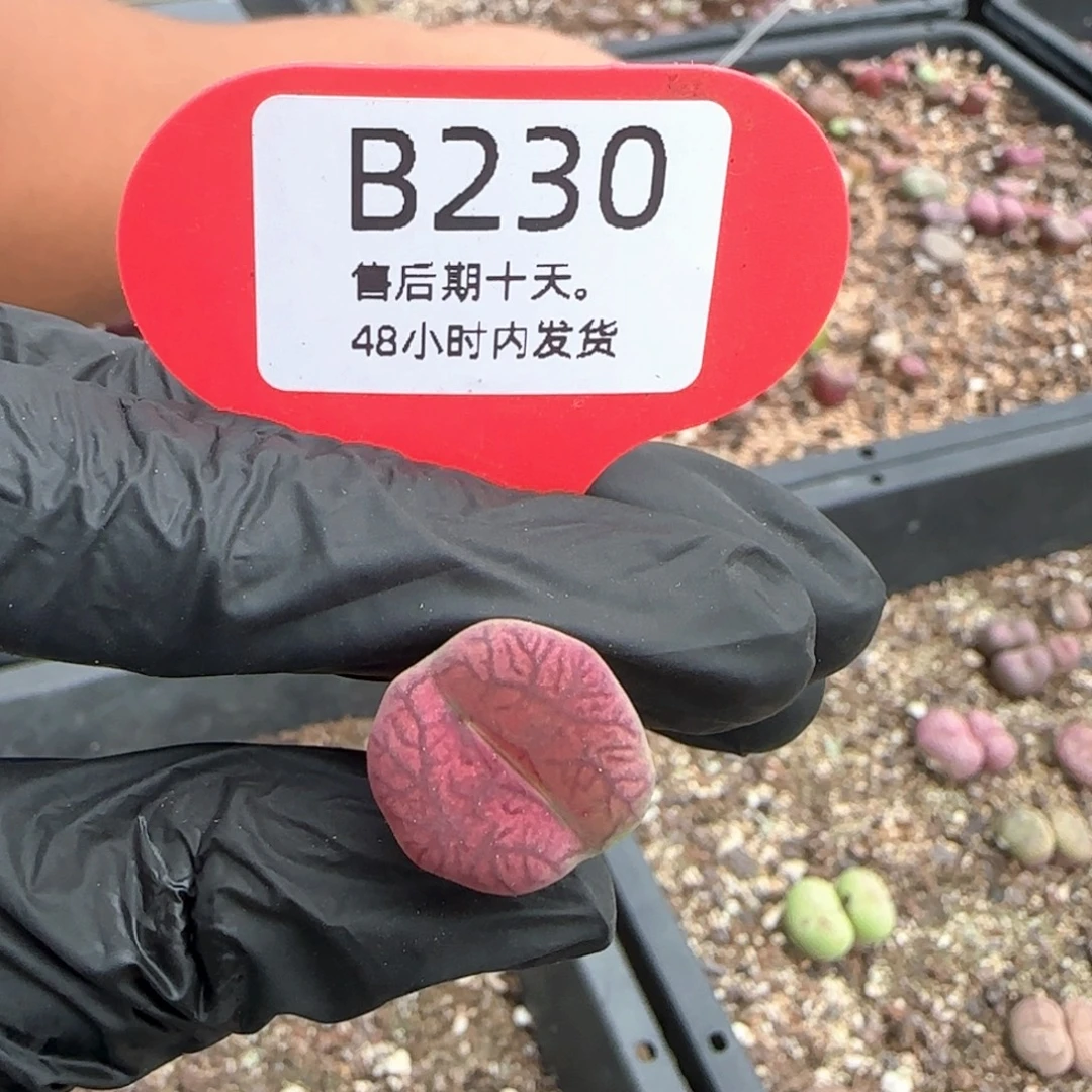 很***味福利。   230。