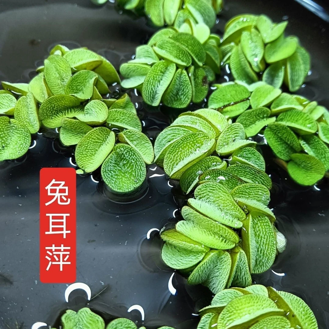 乌龟缸鱼虾缸适用净化水质浮萍水草水培造景植物