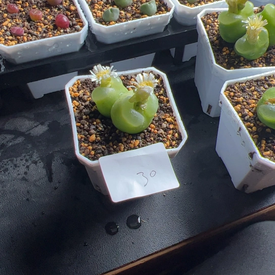 N***'11.24o泡杂多肉植物30