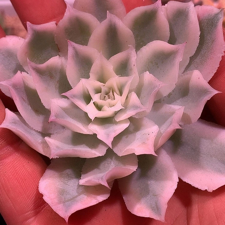 蓝丝绒锦锦锦锦锦