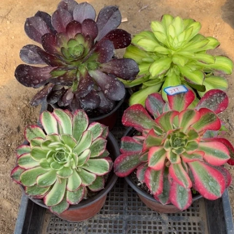 277多肉植物组合