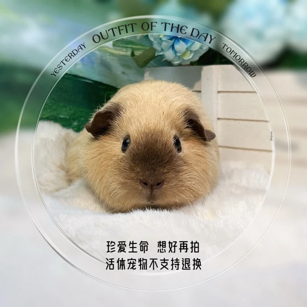 网红同款加州妹妹 荷兰猪 豚鼠包邮包风险