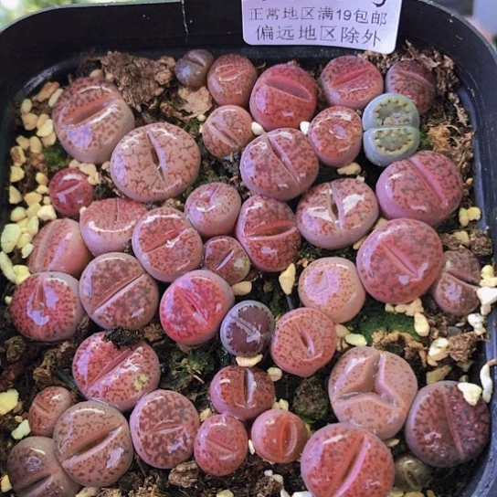 无花朵1176，10厘米盆小