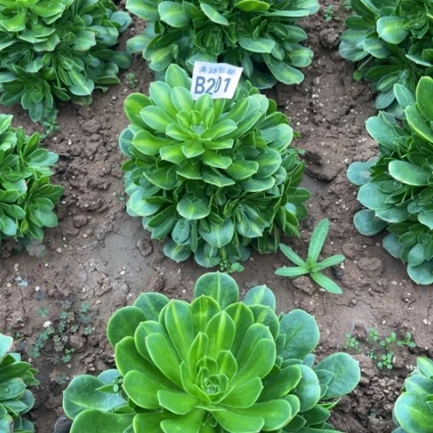 201琉璃翡翠不包断枝