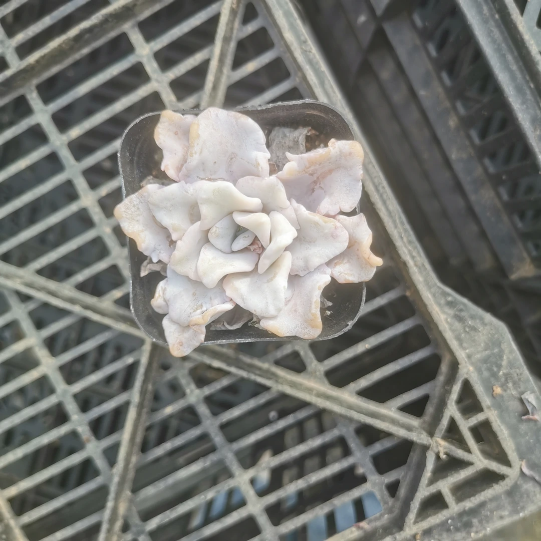 白饺子皮多肉植物（凤专属）