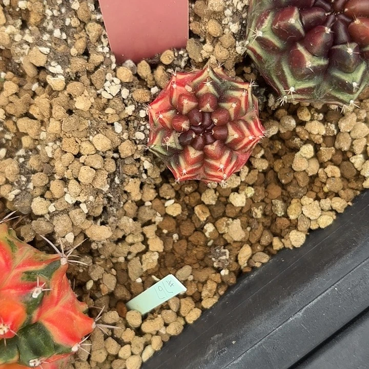 705-0731泰国发货