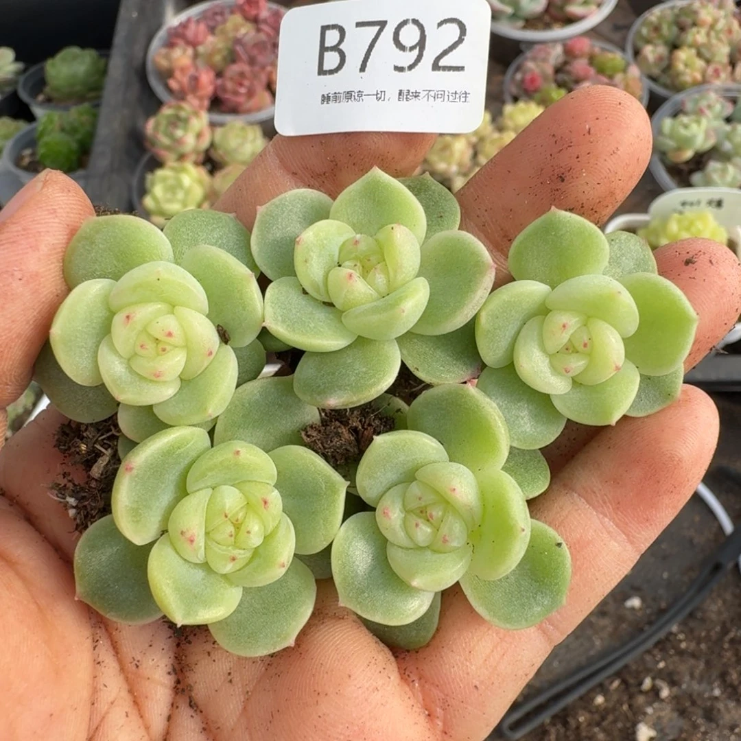 一物一拍一物一拍1026-792