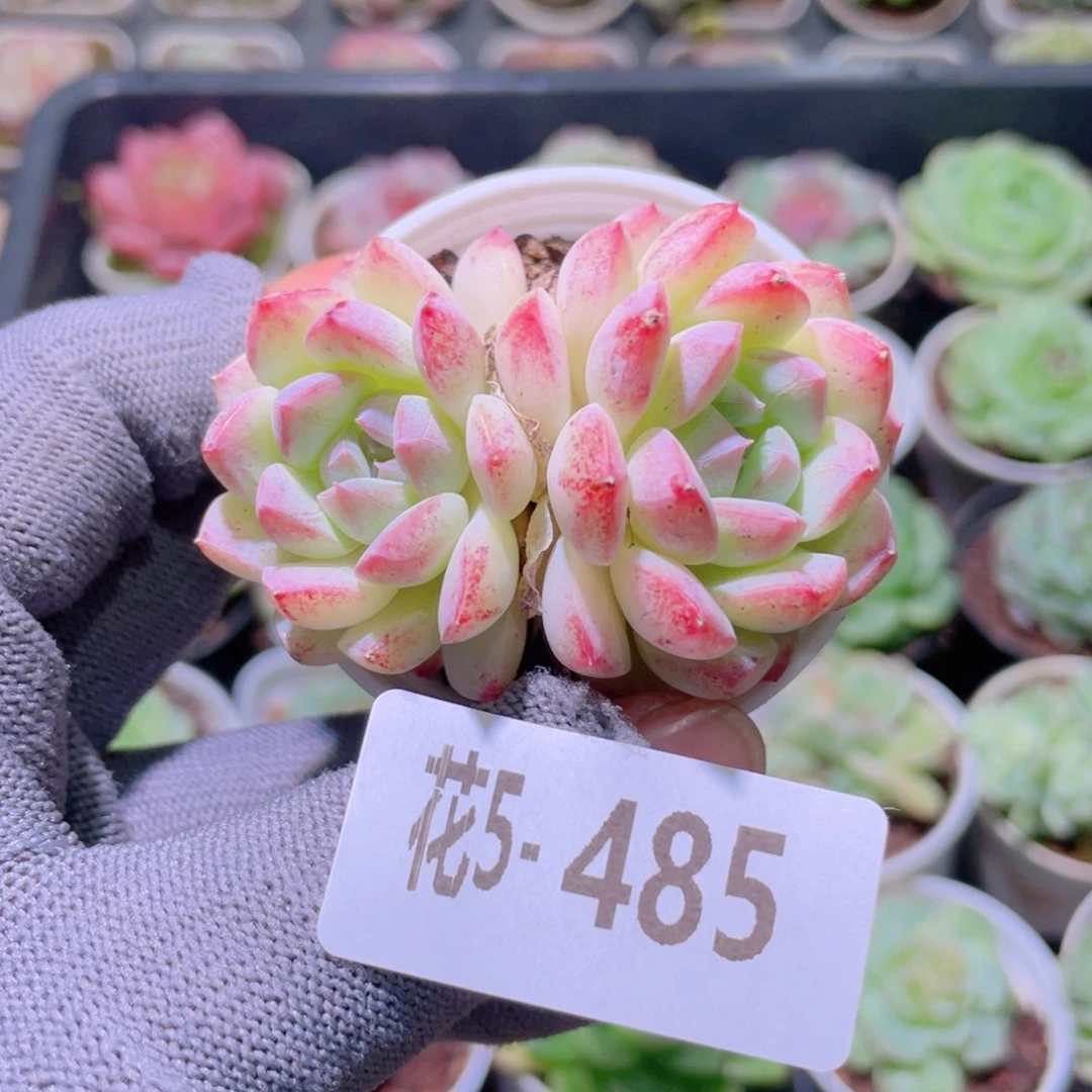花利美5-485白桃汽水