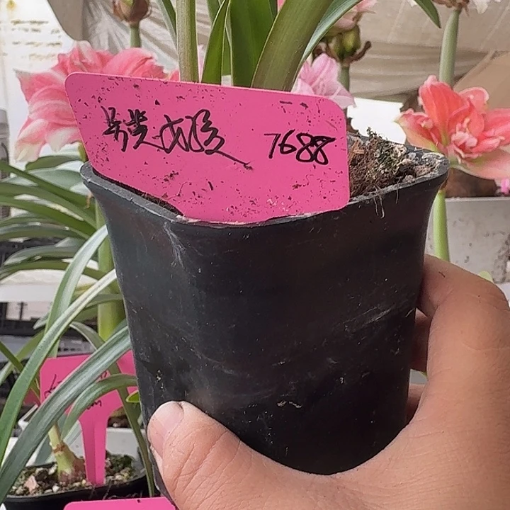 无花朵另类女孩朱顶红直径2.5加侧