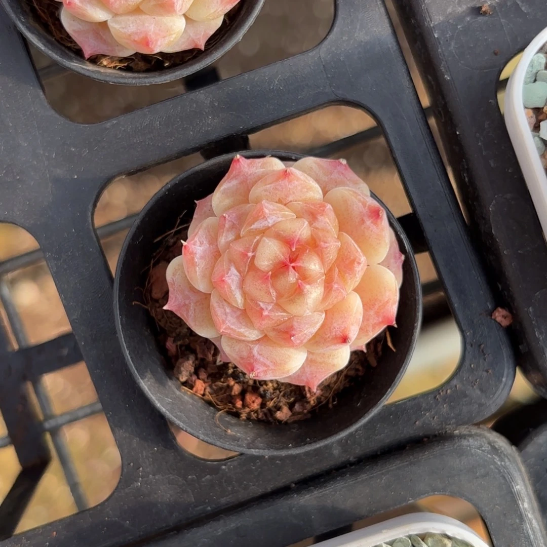 初荷糖心一物一拍