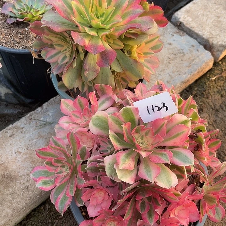 法师植物洛神粉水晶1123