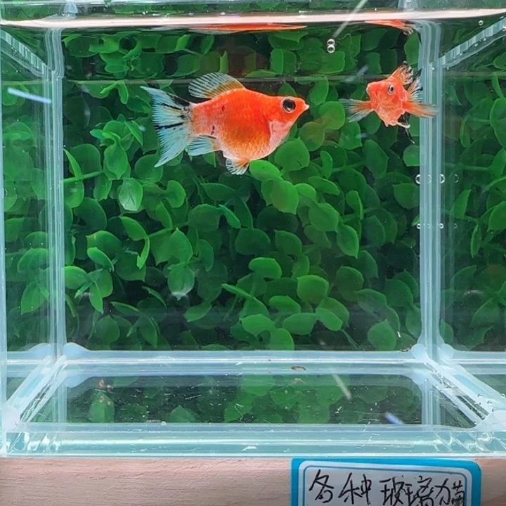 孔雀鱼5皮卡丘半钻一对