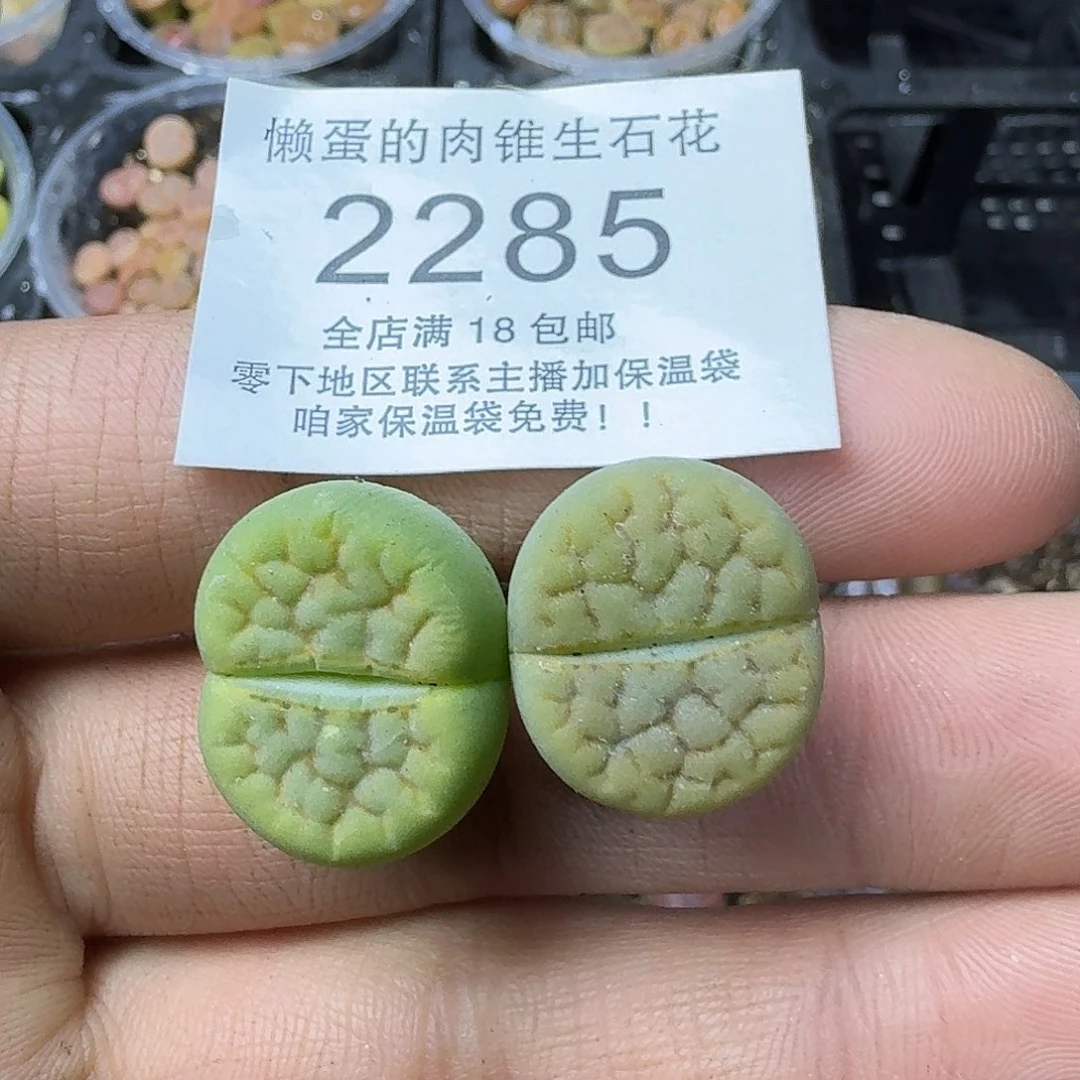 2285 黄绿富贵三年