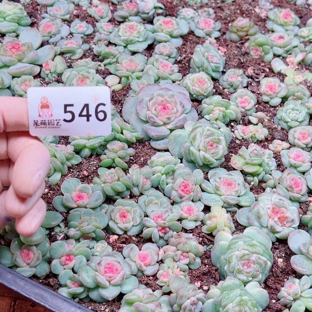 浅***浅多肉植物多肉植物