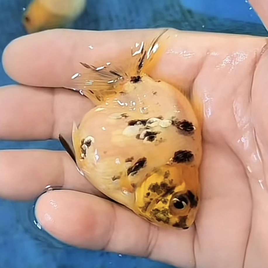 NK白虎 9-10公分 无开箱视频不售后 直播专用链接