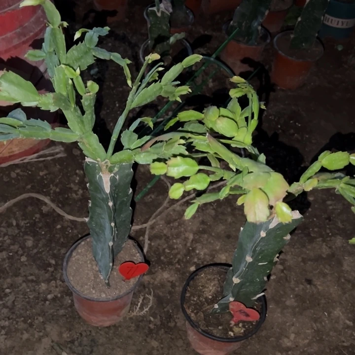 用***0当前无花栽培后可以开花040  71  035  1990