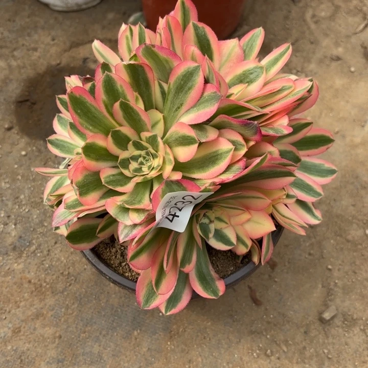 粉女巫多肉法师4232