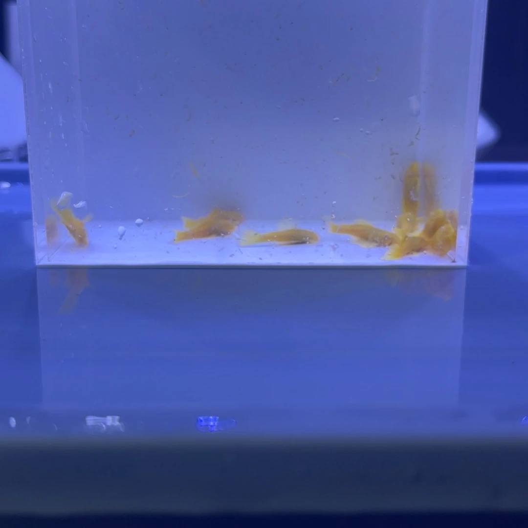 孔雀鱼胡子十条开箱视频报损
