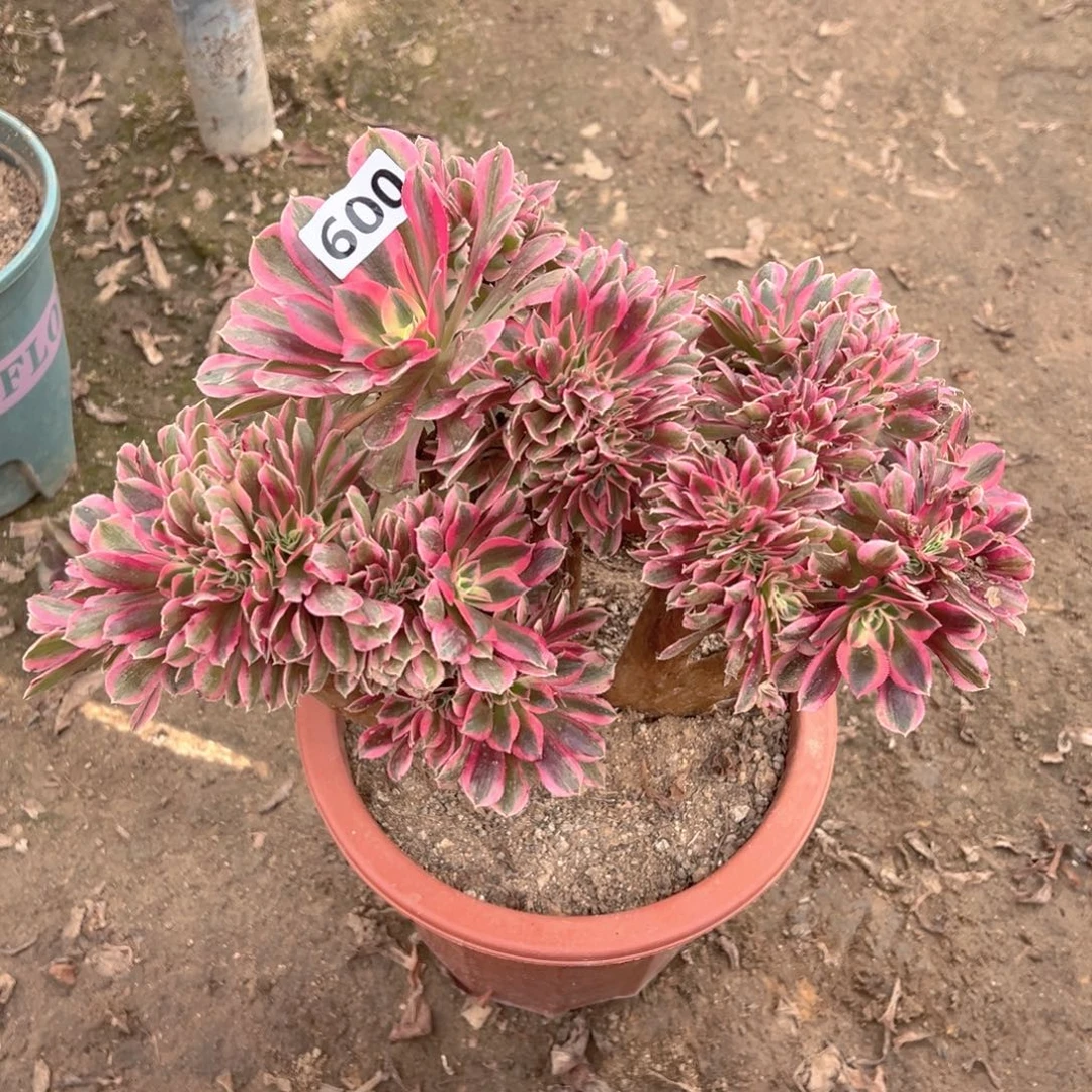 多肉植物粉女巫缀化600