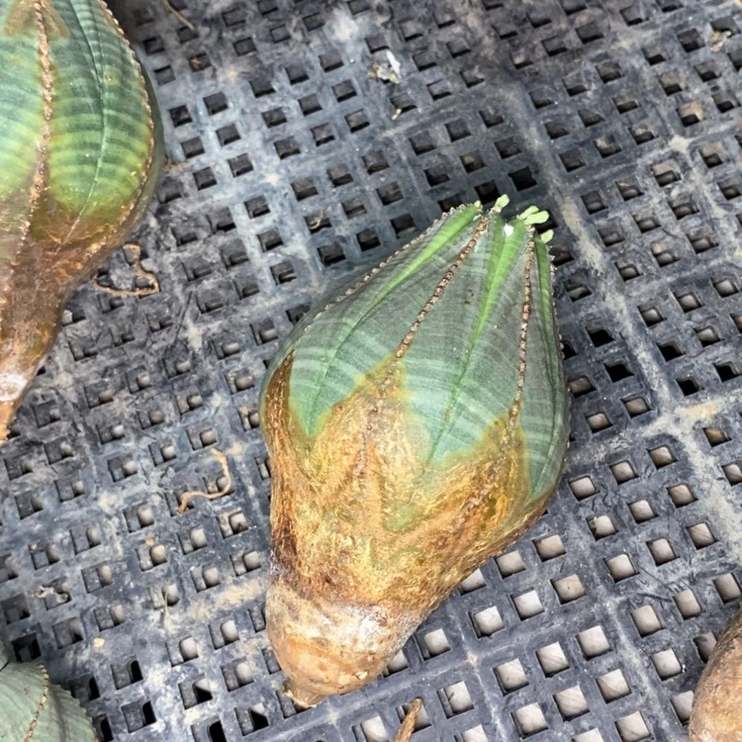 M***g欧系布纹球一物一拍