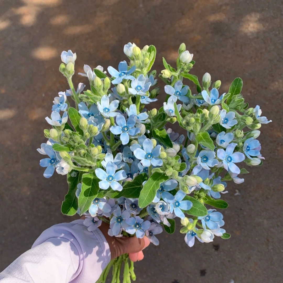 天然蓝色系蓝星花云南基地新鲜采摘鲜花